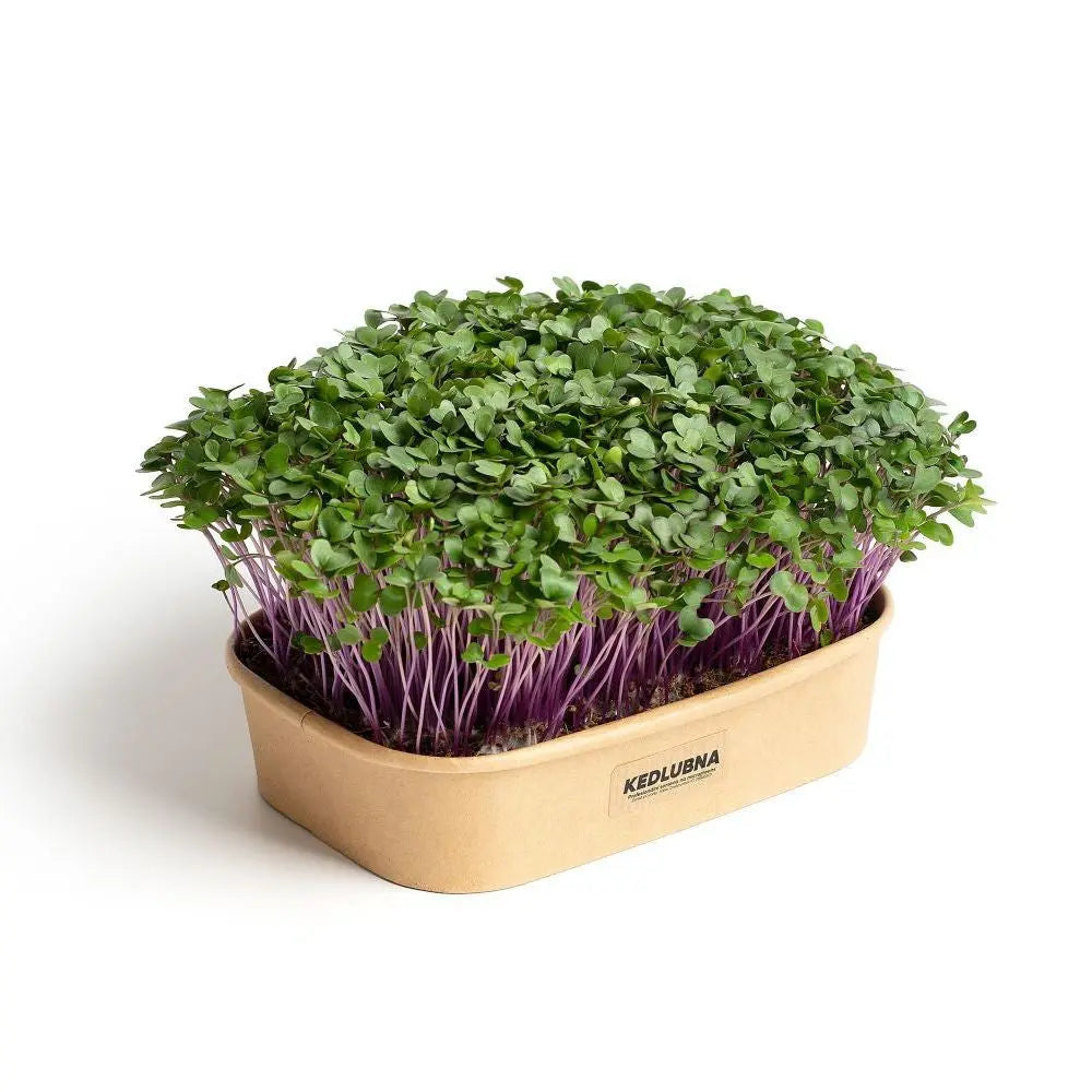 Pestebna Set für den Heimanbau Microgreens Lila Kohlrabi P?stebna Farma