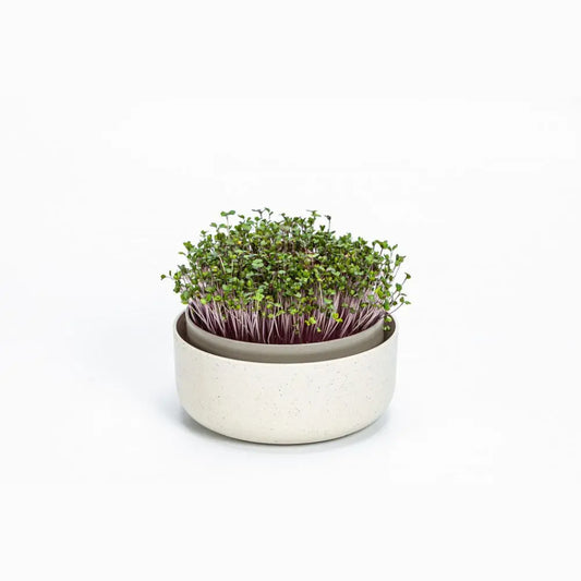 Plastia Microgreens Schale - elfenbeinfarben Urbalive
