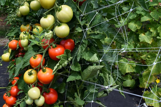 Plant Support Net Marnet 1,2x500 m, Squares 12x12cm Marnet