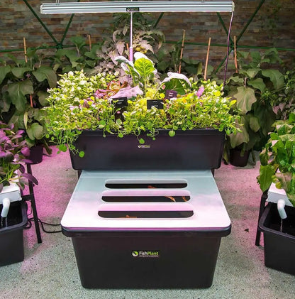 FishPlant Aquaponics Family Unit FishPlant