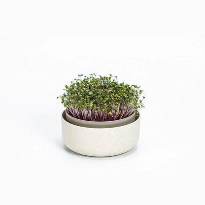 Plastia Microgreens Schale - elfenbeinfarben Urbalive