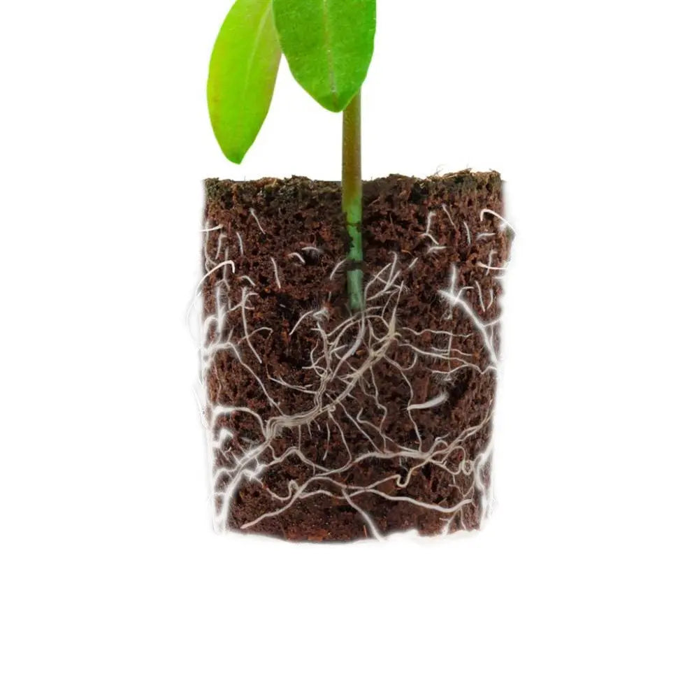 ROOT!T Dry Peat Free Plug 60 Refill Bag, 60 Stk Root!t