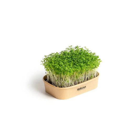 Pestebna Set für den Heimanbau Microgreens Brunnenkresse P?stebna Farma