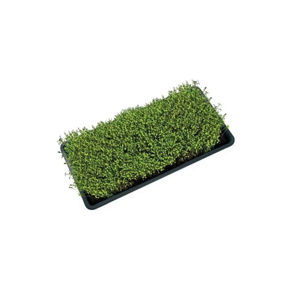 Garland Plastikschale Microgreens Tray mit Drainage 56x28x3 cm Garland